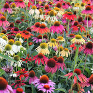 Mixed Echinacea Flower for Planting Heirloom Non-GMO High Germination Organic Garden Seeds - Heirloom Non GMO High Germ