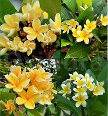 Yellow Plumeria Flowers Seeds Exotic Flowering Plants Colorful Backyard Beauty Colorful Seeds for Planting Heirloom Non-