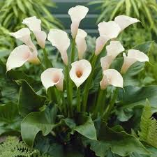 White Calla Lily Flower Seeds