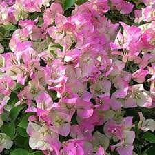 Pink Azorina Flower Seeds