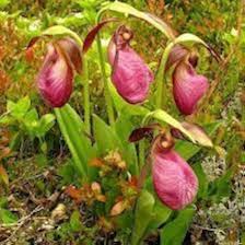 Purple Lady's Slipper Flower Seeds