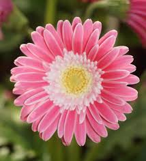 Pink Daisy Flower Seeds - Heirloom Non GMO High Germination Flower Seeds for Planting