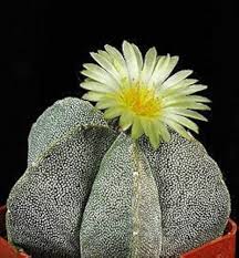 White Astrophytum Flower Flower Seeds - Heirloom Non GMO High Germination Organic Garden Planting Seeds