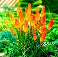 Red Kniphia Flower Seeds for Planting Heirloom Non-GMO High Germination Organic Garden Seeds for Colorful Landscape - He