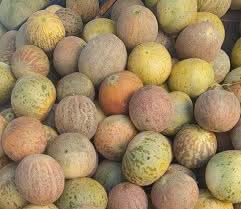 honey dew melon fruit for planting Fruit Seeds