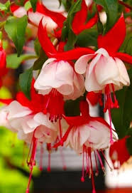Fuchsia Flower Seeds Exotic Flowering Plants for Colorful Backyard Beauty | Seeds - Heirloom Non GMO Premium Flower Seed