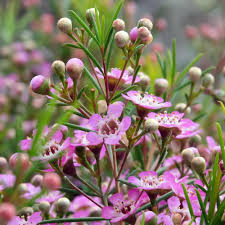 Pink Chamelaucium Flower Seeds