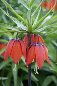 Kaiserkrone Flower Seeds