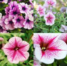 Pink White Petunia Flower Seeds