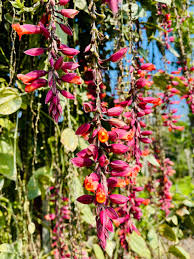 Thunbergia coccinea Flower Easy Grow Blossoms for Planting Heirloom Non-GMO High Germination Organic Garden for Home