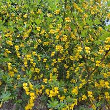 Cytisus Flower Seeds for Planting Heirloom Non-GMO High Germination Organic Garden Seeds for Colorful Landscapes
