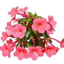 Achimenes Flower Seeds