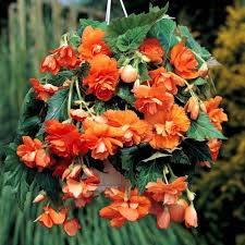 Orange Begonia Rose Flower Flower Seeds - Heirloom Non GMO High Germination Organic Garden Planting Seeds