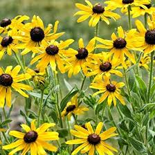 Yellow Echinacea Flower Seeds for Planting Heirloom Non-GMO High Germination Organic Garden Seeds