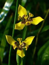 Neomarica Flower Seeds