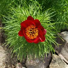 Red Fern Leaf Peony Flower Seeds - Heirloom Non GMO High Germination Garden Seeds for Planting
