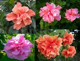 Double Balsam Flower Seeds - Heirloom, Non-GMO, High Germination Flower Seeds for Planting