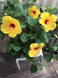 Yellow Hibiscus for Planting Colorful Landscapes Flower Seeds - Heirloom Non GMO Organic Seeds for Planting Home Garden