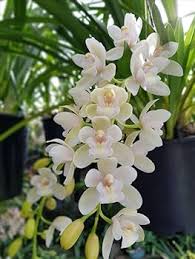 Phalaenopsis Orchid Flower Seeds for Planting Heirloom Non-GMO High Germination Organic Garden Seeds for Vibrant Backyar