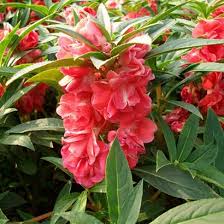 Red Impatiens balsamina Flower