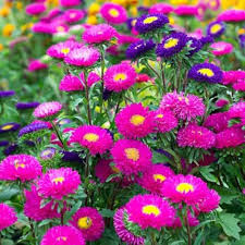White Aster Flower Seeds - Heirloom, Non-GMO, High Germination Flower Seeds for Planting