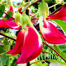 Organic Edible Plant Mixed Fresh