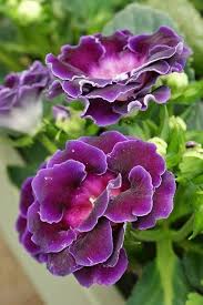 Violet Blooming Gloxinia Flower Flower Seeds - Heirloom Non GMO High Germination Organic Garden Planting Seeds