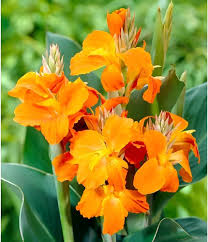 Orange Canna Lily Flower Seeds