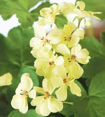Violet Yellow Geranium Flower Light Fresh Planting Geraniums Flower Seeds Home Garden Seeds for Planting Heirloom