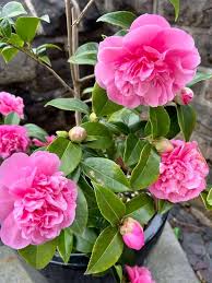 Pink Perennial Peony Flower Seeds