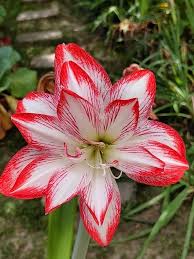 Red White Amaryllis Flower Heirloom Non-GMO High Germination Organic Garden Seeds - Heirloom Non GMO High Germination