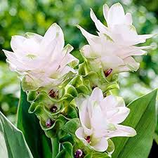 Green Curcuma Flower Seeds