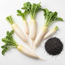 Daikon Radish Raphanus Longipinnatus Deep Root Cover Crop Planting Pound Heirloom Non Gmo Vegetable Seeds Heirloom, Non-GMO for Home Garden Planting