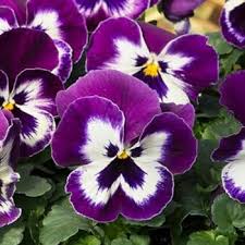 White Fresh Violet Pansy Flower Seeds Heirloom Non-GMO High Germination Organic Garden Seeds - Heirloom Non GMO High
