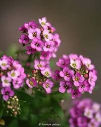 Pink Alyssum Flower Seeds - Heirloom Non GMO High Germination Garden Seeds for Planting