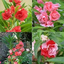Obtusa Flower Seeds