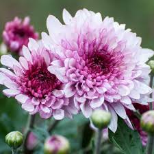 Pink Chrysanthemum Flower Seeds