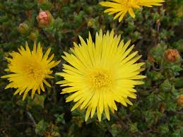 Yellow Lampranthus Flower Seeds - Heirloom Non GMO High Germination Organic Garden Planting