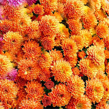 Orange Perennial Chrysanthemum Flower Seeds