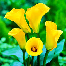 Yellow Calla Lily Flower Seeds Exotic Flowering Plants Colorful Backyard Beauty Colorful Blooms Seeds for Planting Heirloom Non GMO High Germination Organic Garden Seeds