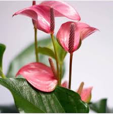 Giant Pink Blooming Anthurium Flower Seeds - Heirloom and Non GMO Seeds