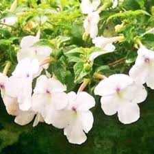 White Achimenes Flower Seeds