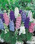 Delphinium Flower Seeds - Heirloom Non GMO High Germination Flower Seeds for Planting