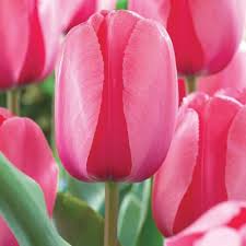 Pink Perennial Tulip Flower Seeds