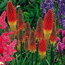 Red Kniphia Flower Seeds