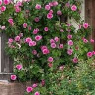 PINK CLIMBING ROSE FLOWER SEEDS HEIRLOOM NON-GMO HIGH GERMINATION ORGANIC GARDEN SEEDS FOR PLANTING Seeds - Heirloom Non