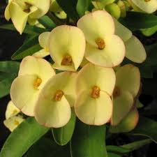 Yellow Crown Thorns Flower Seeds