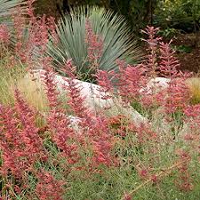 AGASTACHE Flower Seeds