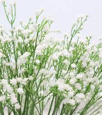 White Cicely Flower Seeds