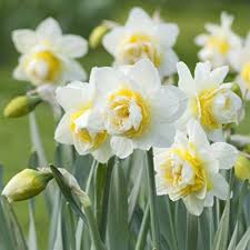 White Daffodil Flower Seeds - Heirloom Non GMO High Germination Flower Seeds for Planting